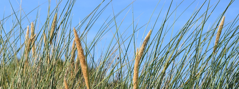sanddune