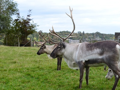 Reindeer at Ashdown Forest Llama Park