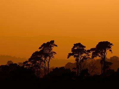 Winter sunset over the Ashdown Forest at Ashdown Forest