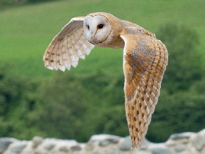 Barn Owl (Tyto alba) at Ickenham Marsh