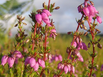 Bell Heather (Erica cinerea) at Old Lodge