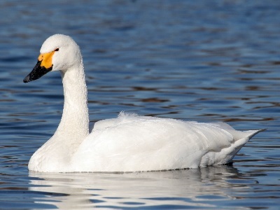 Bewick's Swan (C. columbianus) at Bentley Wildfowl and Motor Museum