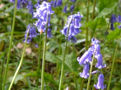 Bluebell (Hyacinthoides non-scripta) at Arlington Bluebell Walk & Farm Trail