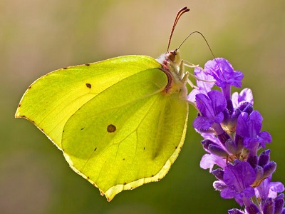 Brimstone (Gonepteryx rhamni) ♂ at Flatropers Wood