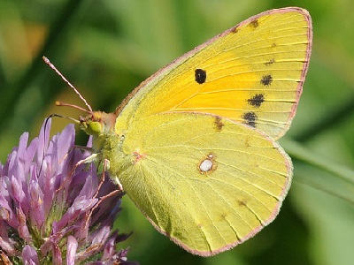 Clouded Yellow (Colias croceus) ♂ at Marline Valley