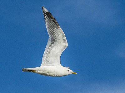 Common Gull (Larus canus) at Falling Sands
