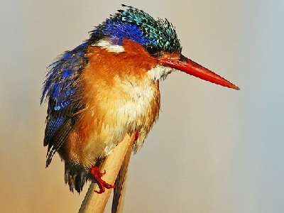 Common Kingfisher (Alcedo atthis) at Uxbridge Moor