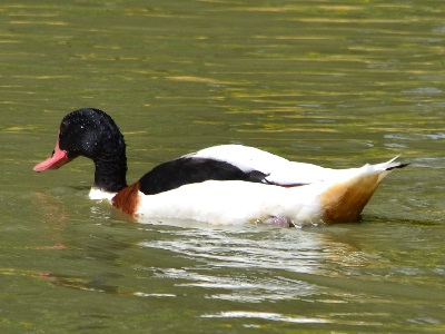 Common Shelduck (Tadorna tadorna) at Richmond Park