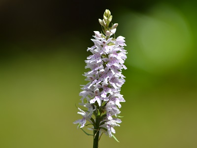 Common Spotted Orchid (Dactylorhiza fuchsii) at Blackcap