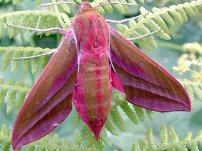 Elephant Hawk Moth ♂ (Deilephila elpenor) at Park Corner Heath Butterfly Reserve 