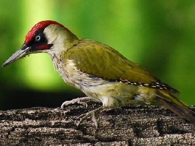 European Green Woodpecker  ♂ (picus viridis) at Bramley Bank Local Nature Reserve