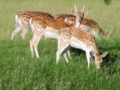 Fallow Deer (Dama dama) at Bushy Park