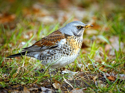 Fieldfare (Turdus pilaris) at RSPB Fore Wood