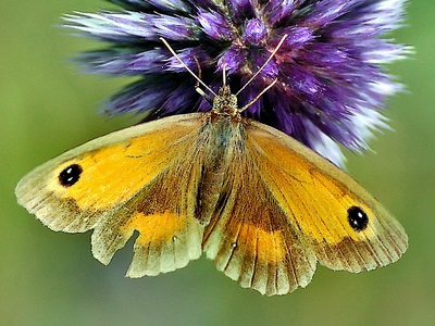 Gatekeeper (Pyronia tithonus) ♂ at Gutteridge Wood