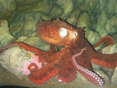 Giant Pacific Octopus (Enteroctopus dofleini) at Blue Reef Aquarium Hastings