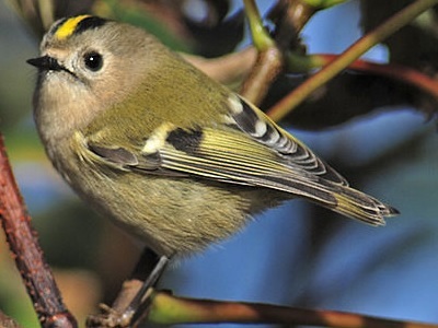 Goldcrest (Regulus regulus) at RSPB Broadwater Warren