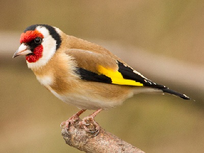 Goldfinch (Carduelis carduelis) ♂ at Braeburn Park