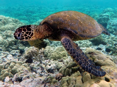 Green Turtle (Chelonia mydas) at Sea Life Brighton