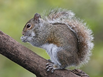 Grey Squirrel (Sciurus carolinensis) at Preston Manor