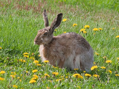 Hare (Lepus europaeus) at Spring Barn Farm