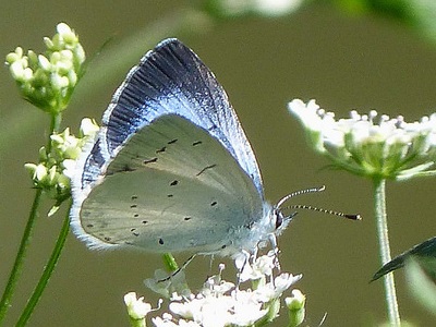 Holly Blue (Celastrina argiolus) at Wilderness Island