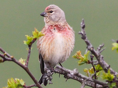 Linnet (Carduelis cannabina) ♂ at Southerham
