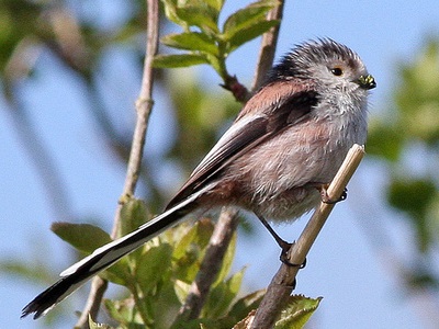 Long-tailed Tit (Aegithalos caudatus) ♂ at Eridge Rocks