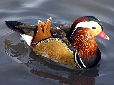 Mandarin Duck (Aix galericulata) at WWT London Wetland Centre