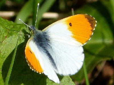 Orange-tip (Anthocharis cardamines) ♂ at Gunnersbury Triangle Nature Reserve