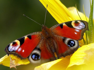 Peacock (Aglais io) ♂ ♀ at Fray's Island and Mabey's Meadow