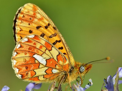 Pearl-bordered Fritillary (Boloria euphrosyne) at Abbot's Wood