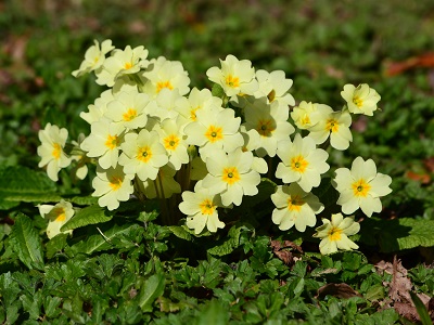Primrose (Primula vulgaris) at Hemingfold Meadow