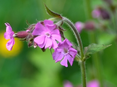 Red Campion (Silene dioica) at Hampden Park