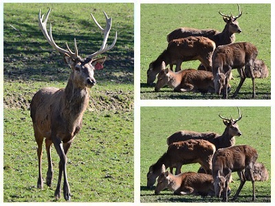 Red Deer (Cervus elaphus) ♂ ♀ at Knockhatch Adventure Park