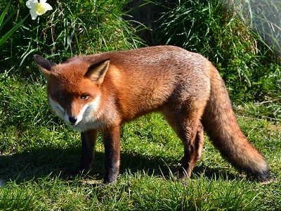 Red Fox (Vulpes vulpes crucigera) ♀ at Centre for Wildlife Gardening