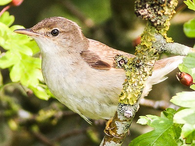 Reed Warbler (Acrocephalus scirpaceus) ♂ at Filsham Reedbed