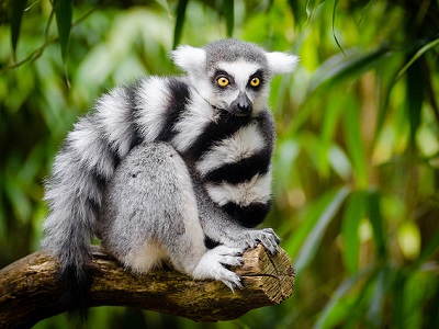 Ring-tailed lemur (Lemur catta) at ZSL London Zoo