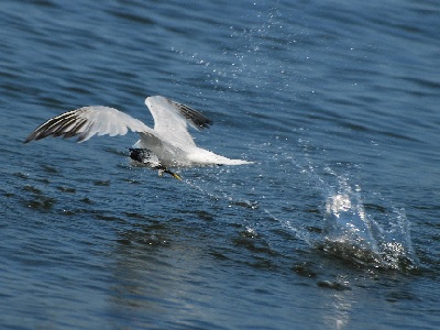 Sandwich Tern (Thalasseus sandvicensis) at Rye Harbour Nature Reserve