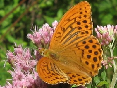 Silver Washed Fritillary (Argynnis paphia) at Brede High Woods