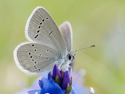 Small Blue (Cupido minimus) at Hutchinson's Bank, Chapel Bank and Threecorner Grove NR