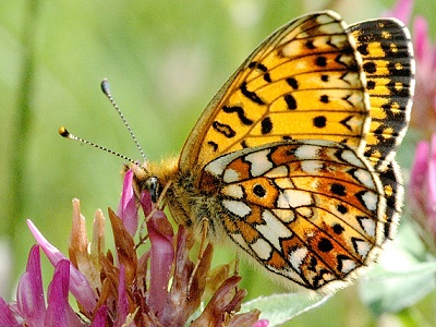 Small Pearl-bordered Fritillary ♂ (Boloria selene) at Rowland Wood Butterfly Reserve