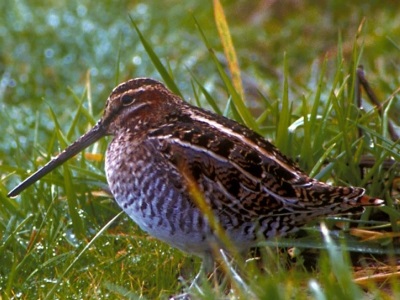 Snipe (Gallinago gallinago) ♂ at Yeading Brook Meadows