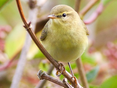 Willow Warbler (Phylloscopus trochilus) at Markstakes Common