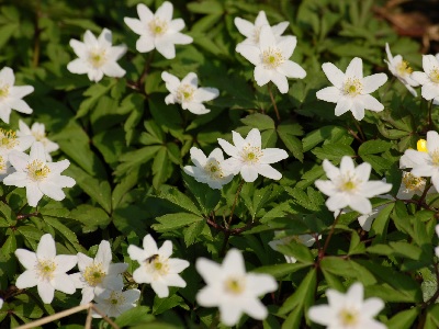 Wood Anemone (Anemone nemorosa) at Fox Wood