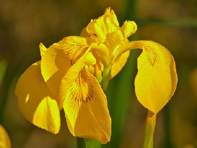 Yellow Iris (Iris pseudacorus) at Uxbridge College Pond