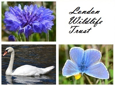 London Wildlife Trust at Mortimer Terrace Reserve
